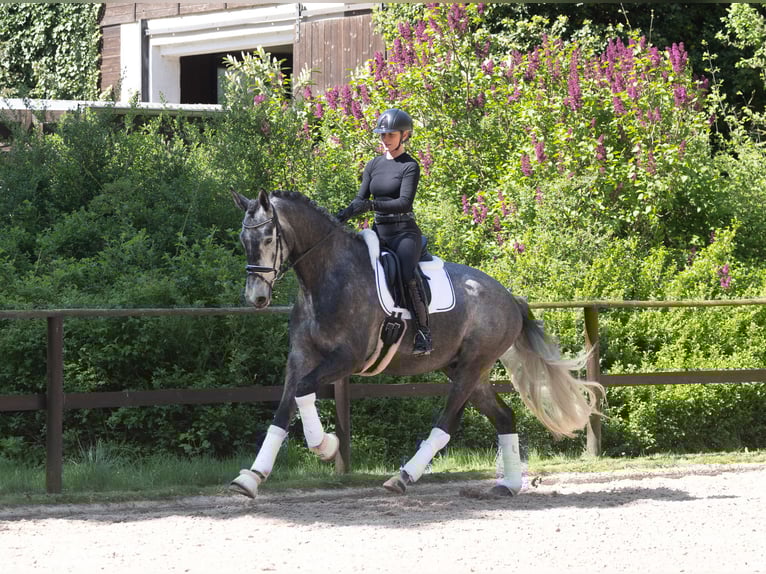 Trakehner Wallach 5 Jahre 171 cm Schimmel in Kremmen