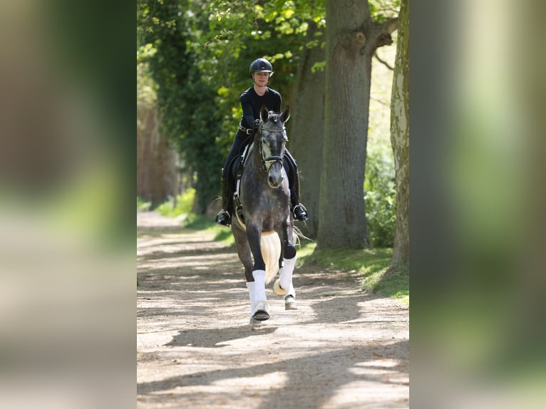 Trakehner Wallach 5 Jahre 171 cm Schimmel in Kremmen