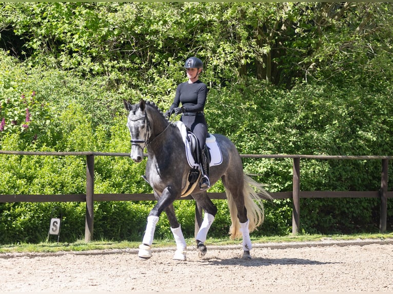 Trakehner Wallach 5 Jahre 171 cm Schimmel in Kremmen