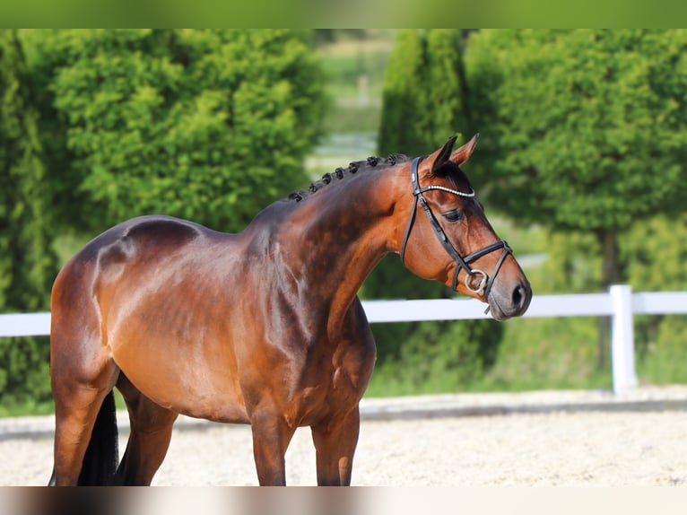 Trakehner Wallach 5 Jahre 172 cm Dunkelbrauner in Schw&#xE4;bisch Hall