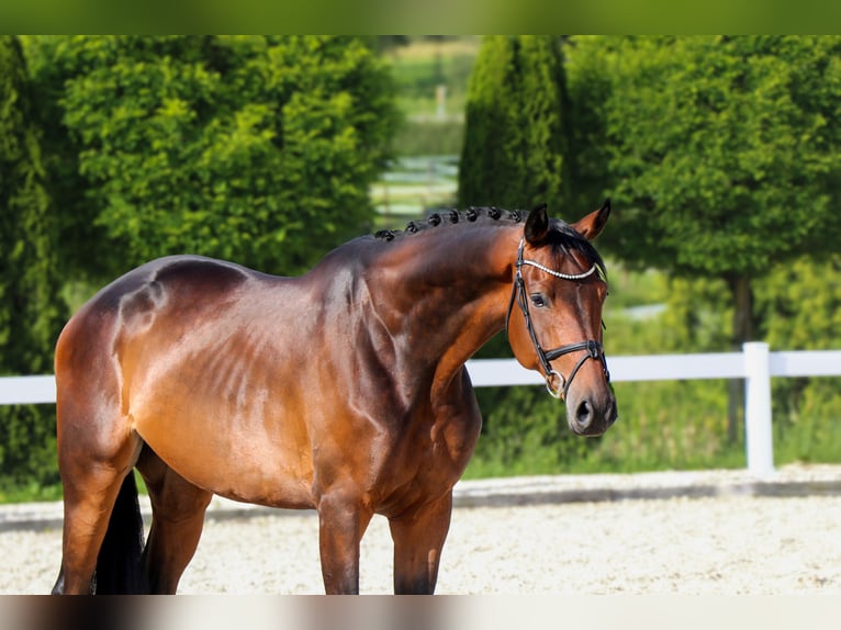 Trakehner Wallach 5 Jahre 172 cm Dunkelbrauner in Schw&#xE4;bisch Hall