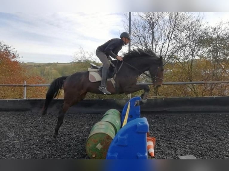 Trakehner Wallach 5 Jahre 172 cm Dunkelbrauner in Kraichtal