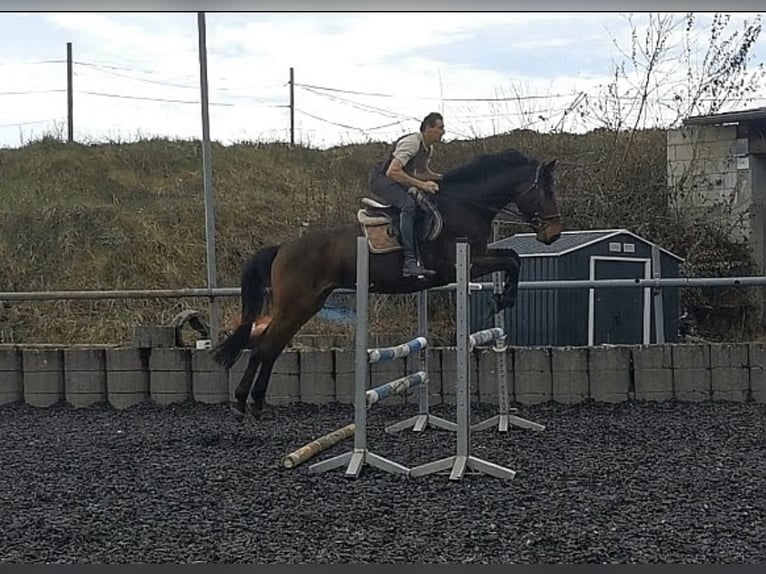 Trakehner Wallach 5 Jahre 172 cm Dunkelbrauner in Kraichtal