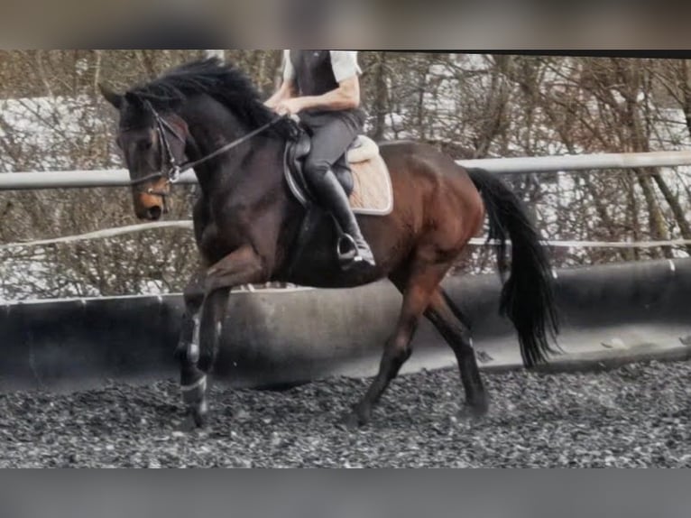 Trakehner Wallach 5 Jahre 172 cm Dunkelbrauner in Kraichtal