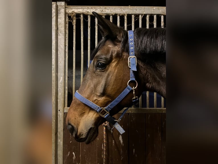 Trakehner Wallach 5 Jahre 172 cm Dunkelbrauner in Kraichtal