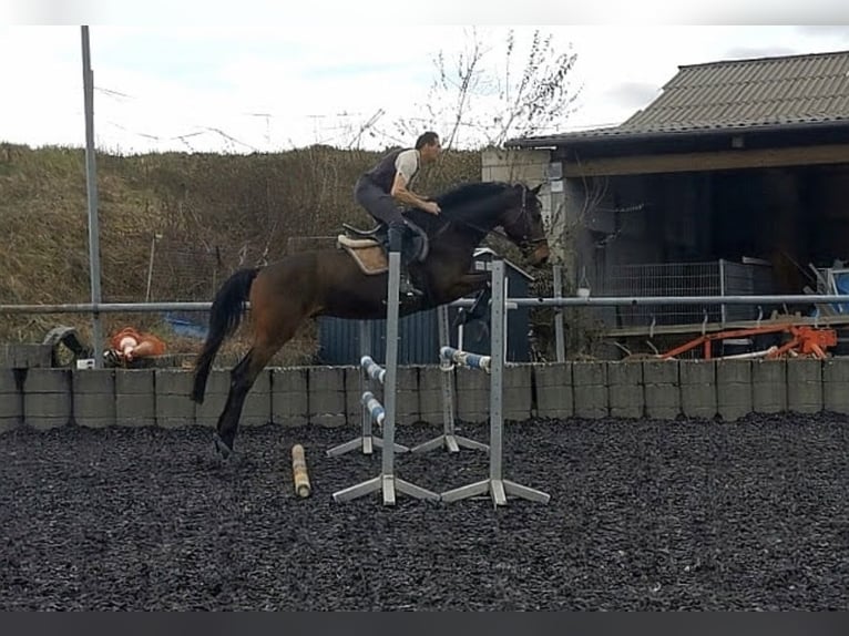 Trakehner Wallach 5 Jahre 172 cm Dunkelbrauner in Kraichtal