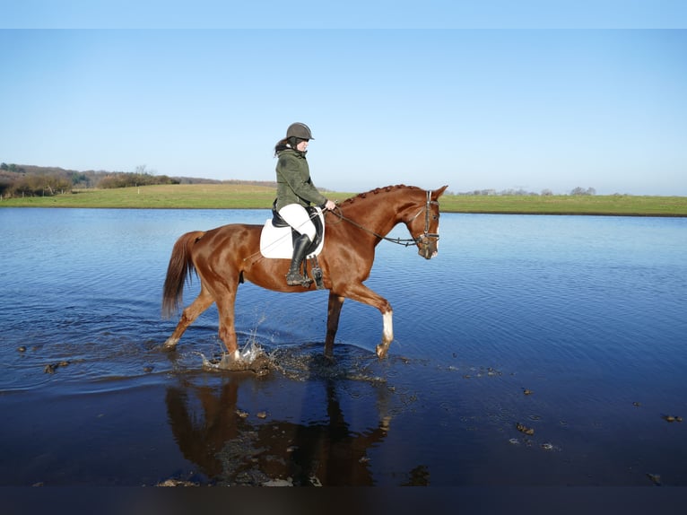 Trakehner Wallach 5 Jahre 172 cm Dunkelfuchs in Ganschow