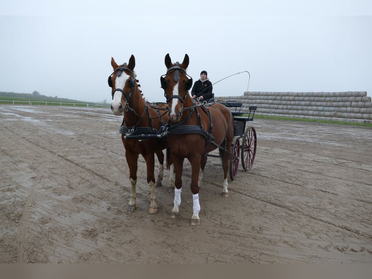 Trakehner Wallach 5 Jahre 172 cm Dunkelfuchs in Ganschow