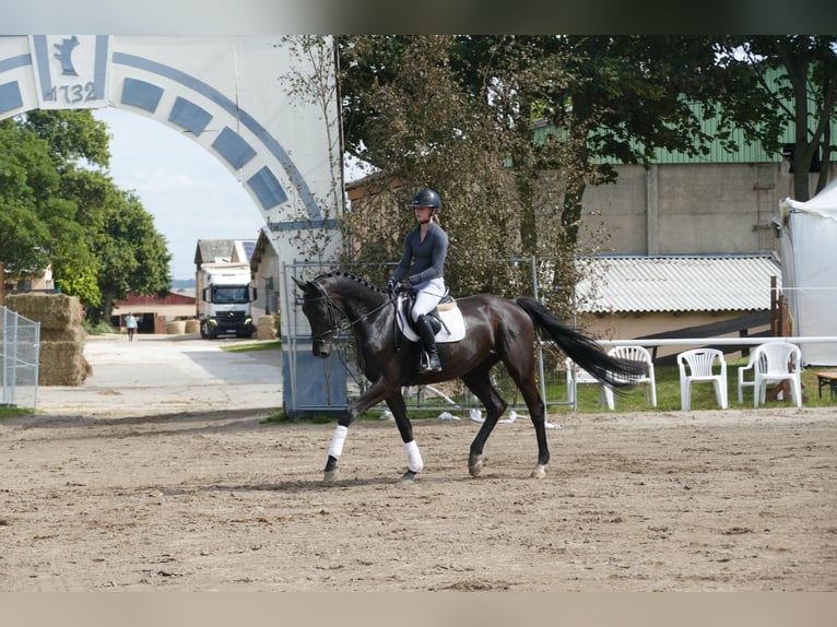 Trakehner Wallach 5 Jahre 173 cm Rappe in Ganschow