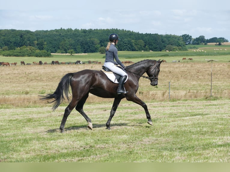 Trakehner Wallach 5 Jahre 173 cm Rappe in Ganschow