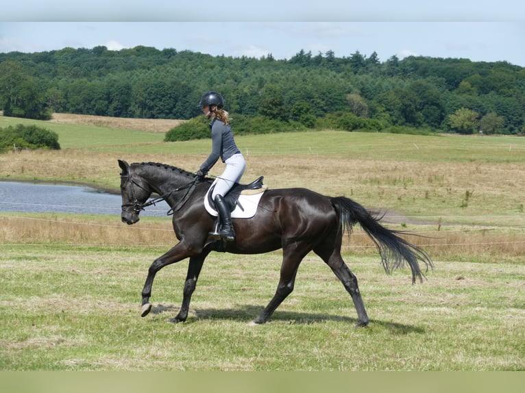 Trakehner Wallach 5 Jahre 173 cm Rappe in Ganschow