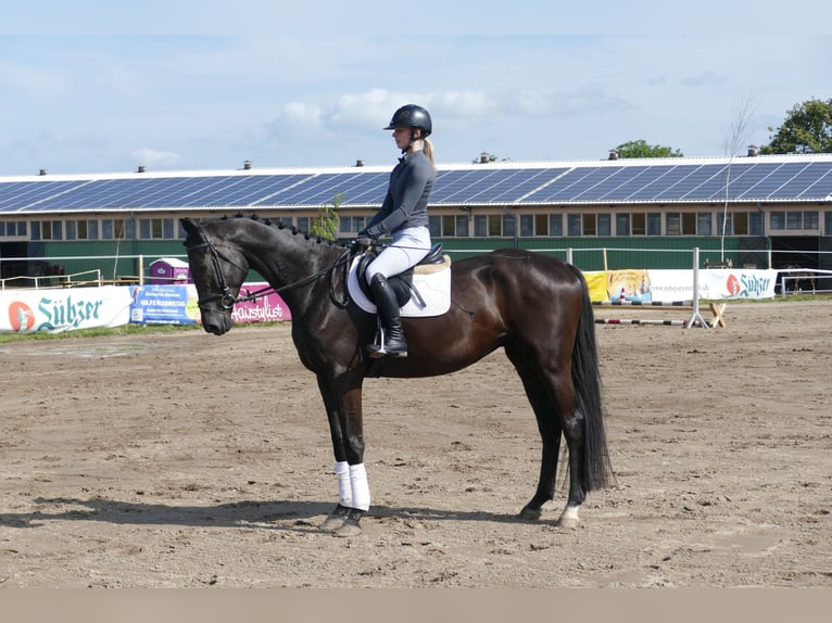 Trakehner Wallach 5 Jahre 173 cm Rappe in Ganschow