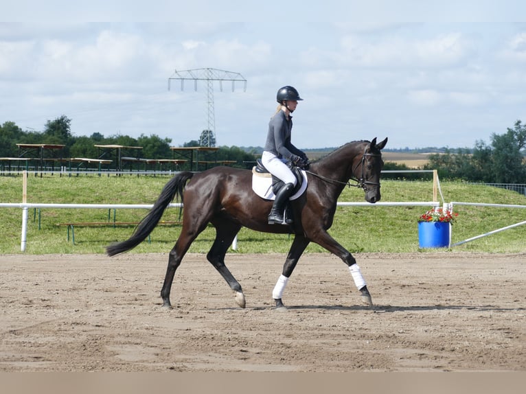 Trakehner Wallach 5 Jahre 173 cm Rappe in Ganschow