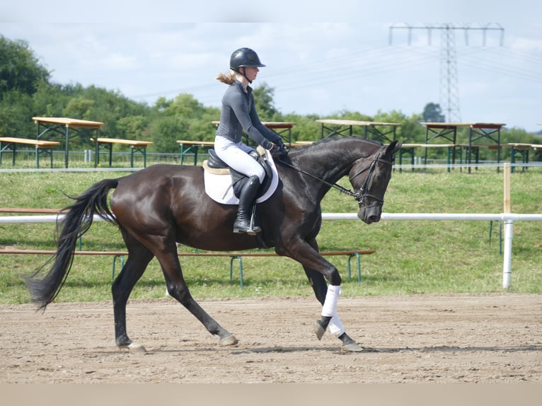 Trakehner Wallach 5 Jahre 173 cm Rappe in Ganschow