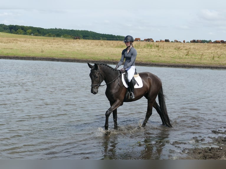 Trakehner Wallach 5 Jahre 173 cm Rappe in Ganschow
