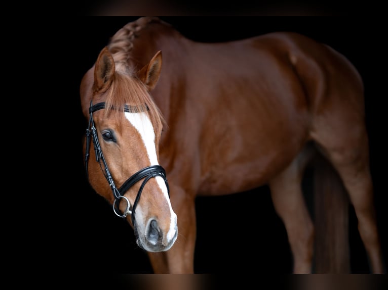 Trakehner Wallach 5 Jahre 174 cm Fuchs in Lechbruck