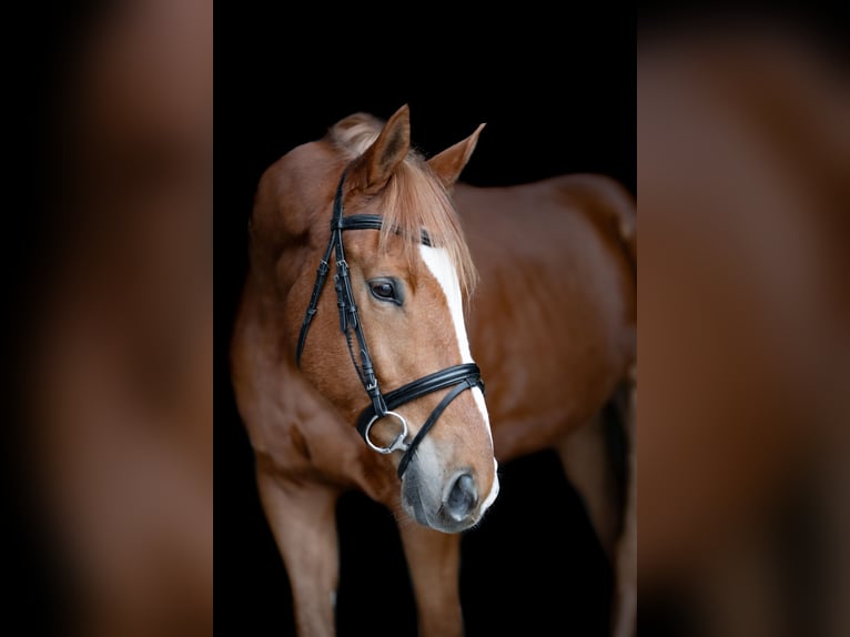 Trakehner Wallach 5 Jahre 174 cm Fuchs in Lechbruck