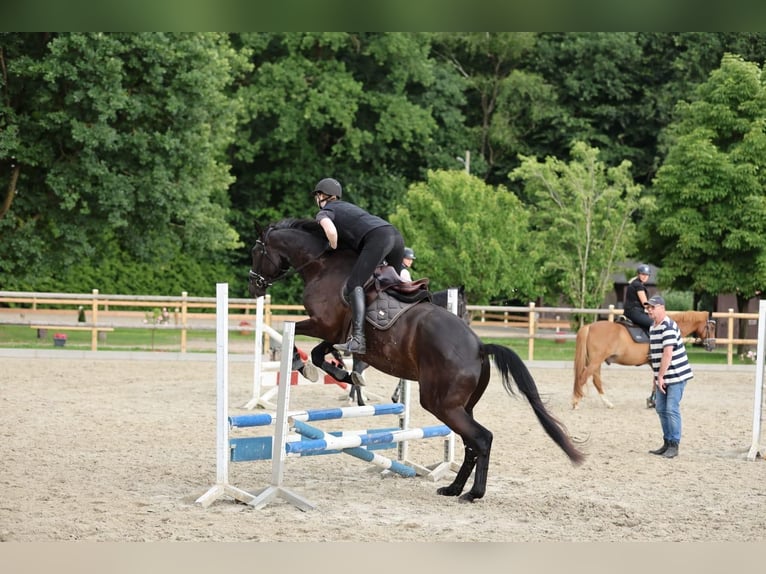 Trakehner Wallach 5 Jahre 174 cm Rappe in Bomlitz