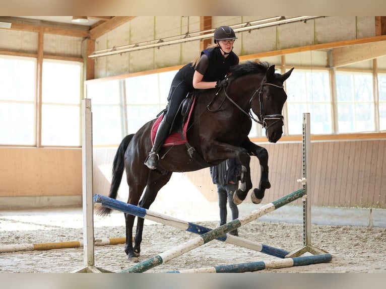 Trakehner Wallach 5 Jahre 174 cm Rappe in Bomlitz
