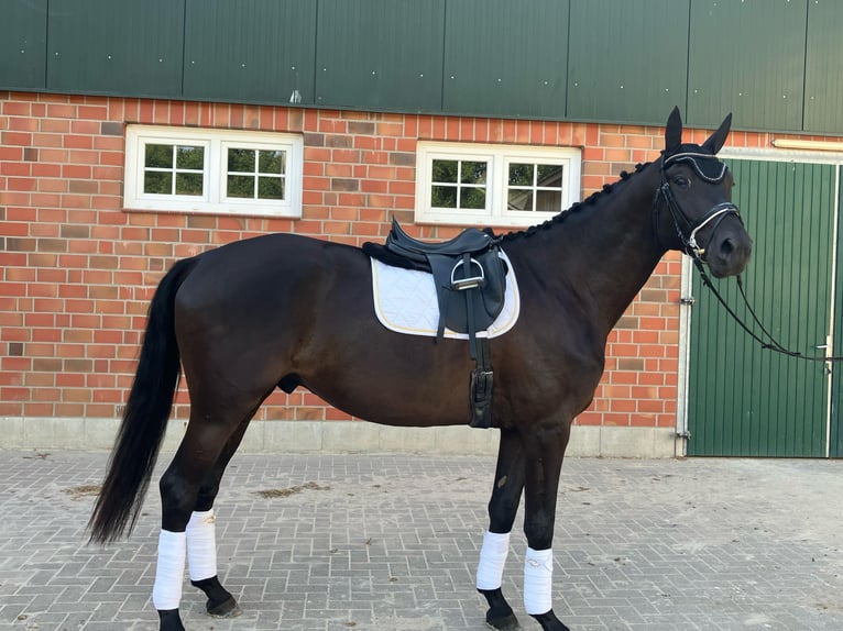 Trakehner Wallach 5 Jahre 174 cm Rappe in Bomlitz