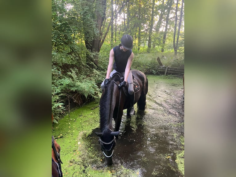 Trakehner Wallach 5 Jahre 174 cm Rappe in Bomlitz