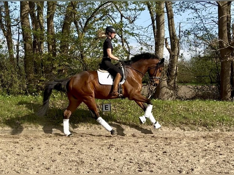 Trakehner Wallach 5 Jahre 175 cm Brauner in Padenstedt