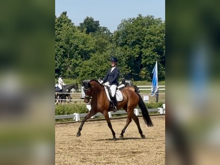 Trakehner Wallach 5 Jahre 175 cm Brauner in Padenstedt