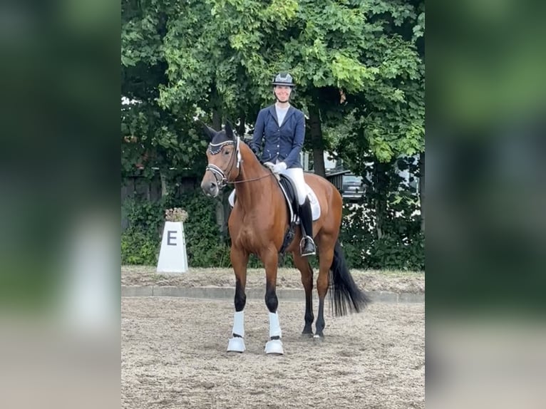 Trakehner Wallach 5 Jahre 175 cm Brauner in Padenstedt