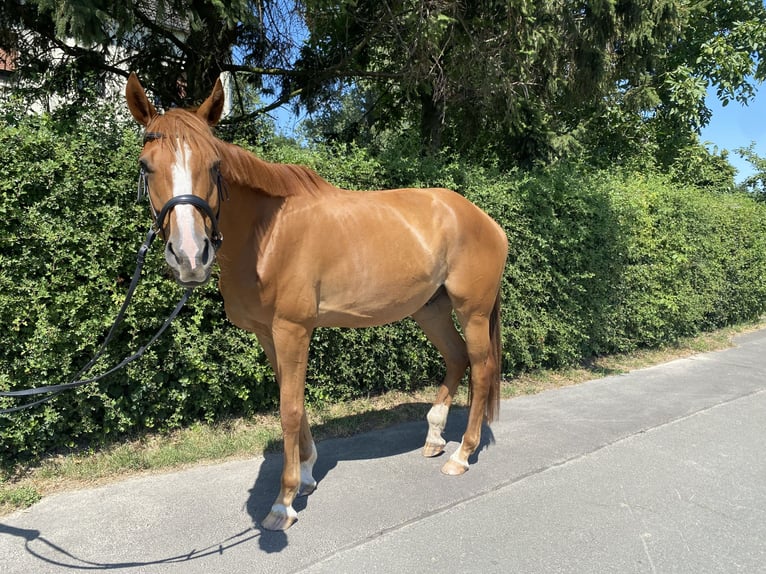 Trakehner Wallach 5 Jahre 175 cm Fuchs in Kamen