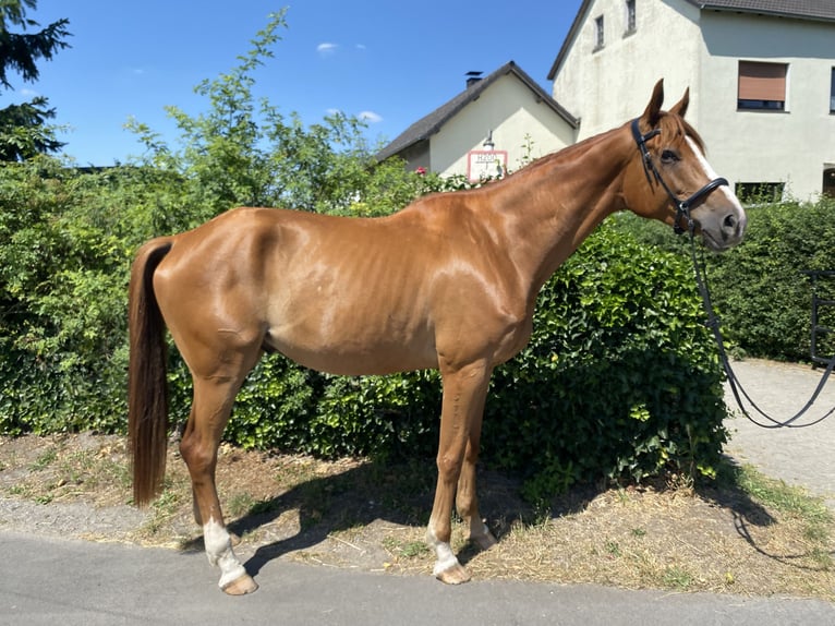 Trakehner Wallach 5 Jahre 175 cm Fuchs in Kamen