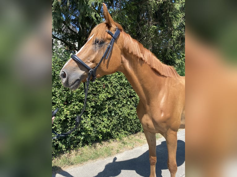 Trakehner Wallach 5 Jahre 175 cm Fuchs in Kamen