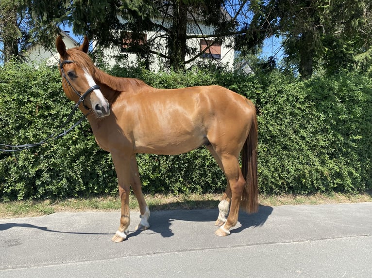 Trakehner Wallach 5 Jahre 175 cm Fuchs in Kamen