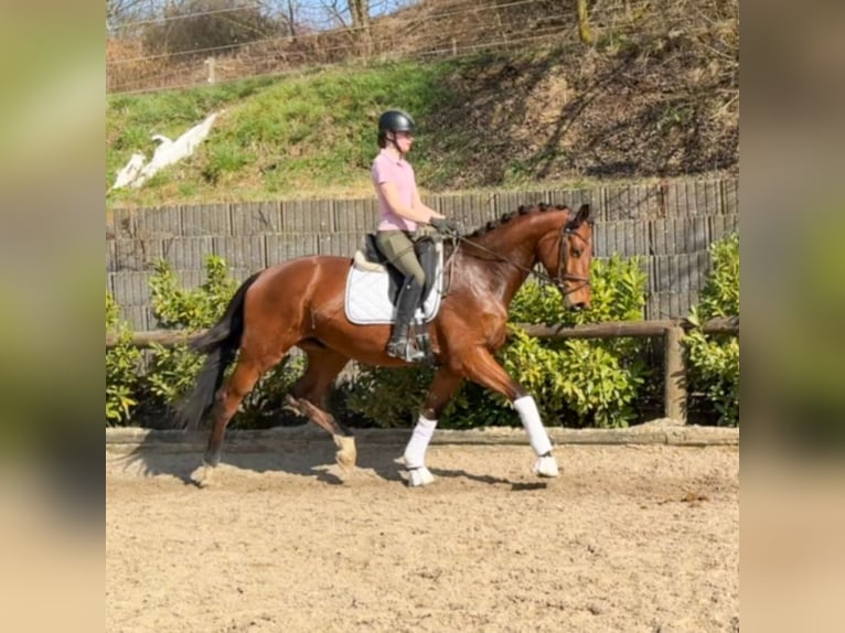 Trakehner Wallach 5 Jahre 176 cm Brauner in Roßdorf