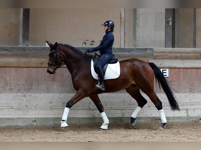 Trakehner Wallach 5 Jahre 178 cm Brauner in Altenstadt