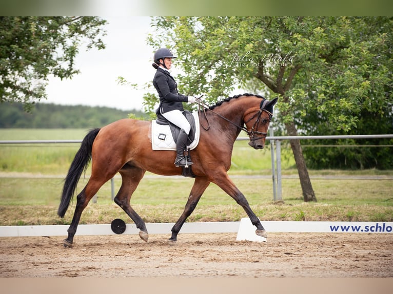Trakehner Wallach 5 Jahre 178 cm Brauner in Altenstadt