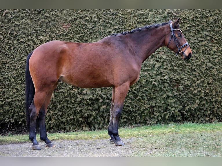 Trakehner Wallach 5 Jahre 178 cm Brauner in Altenstadt