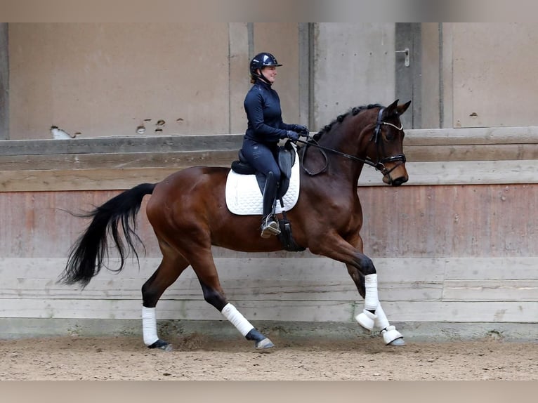 Trakehner Wallach 5 Jahre 178 cm Brauner in Altenstadt