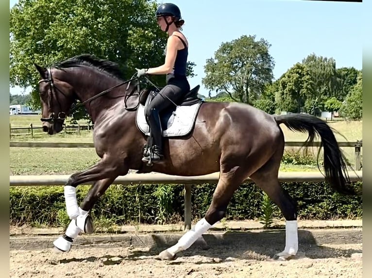 Trakehner Wallach 5 Jahre 178 cm Brauner in Liessel