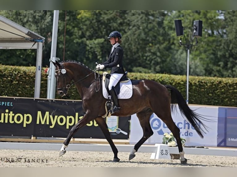 Trakehner Wallach 5 Jahre 178 cm Dunkelbrauner in Liessel