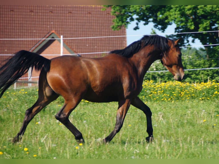Trakehner Wallach 5 Jahre Brauner in Klein Wittensee