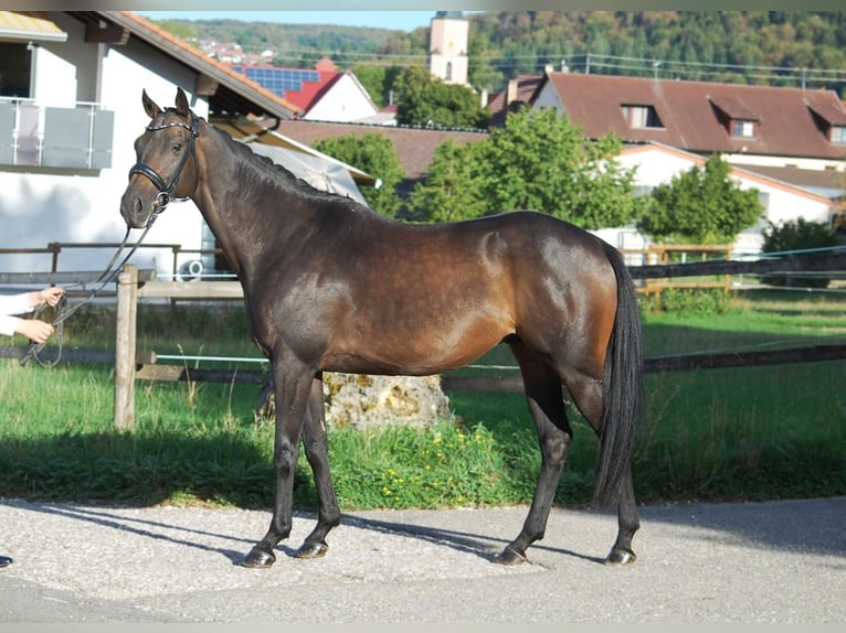 Trakehner Wallach 5 Jahre Schwarzbrauner in Lonsee