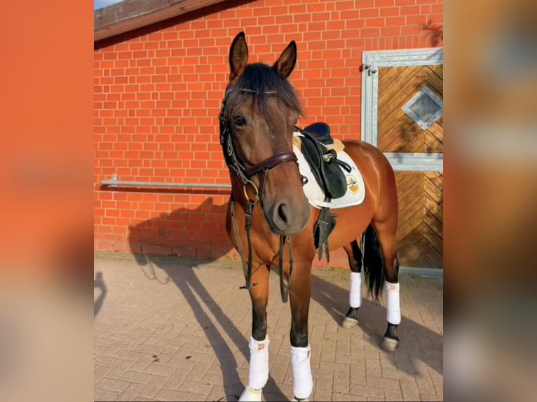 Trakehner Wallach 6 Jahre 161 cm Dunkelbrauner in Hoya