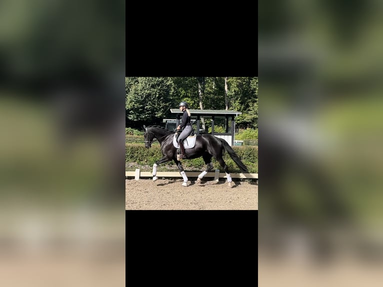 Trakehner Wallach 6 Jahre 162 cm Rappe in Darmstadt