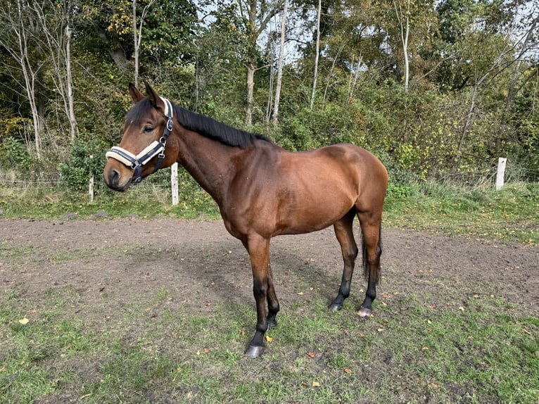 Trakehner Wallach 6 Jahre 163 cm Brauner in Neum&#xFC;nster