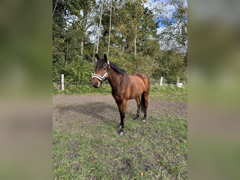 Trakehner Wallach 6 Jahre 163 cm Brauner in Neum&#xFC;nster