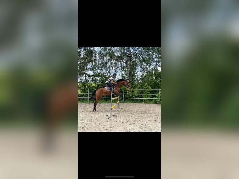 Trakehner Wallach 6 Jahre 163 cm Brauner in Neum&#xFC;nster
