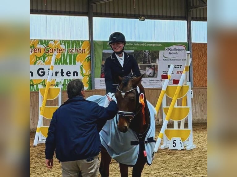 Trakehner Wallach 6 Jahre 163 cm Brauner in Neum&#xFC;nster