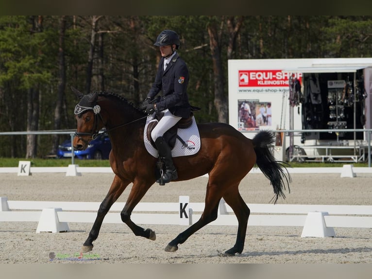 Trakehner Wallach 6 Jahre 163 cm Brauner in Neum&#xFC;nster