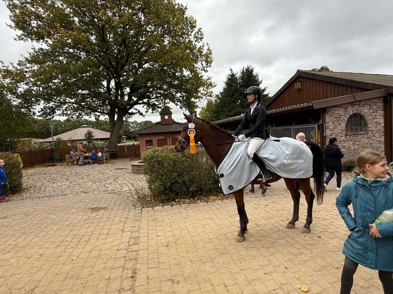 Trakehner Wallach 6 Jahre 163 cm Brauner in Neum&#xFC;nster