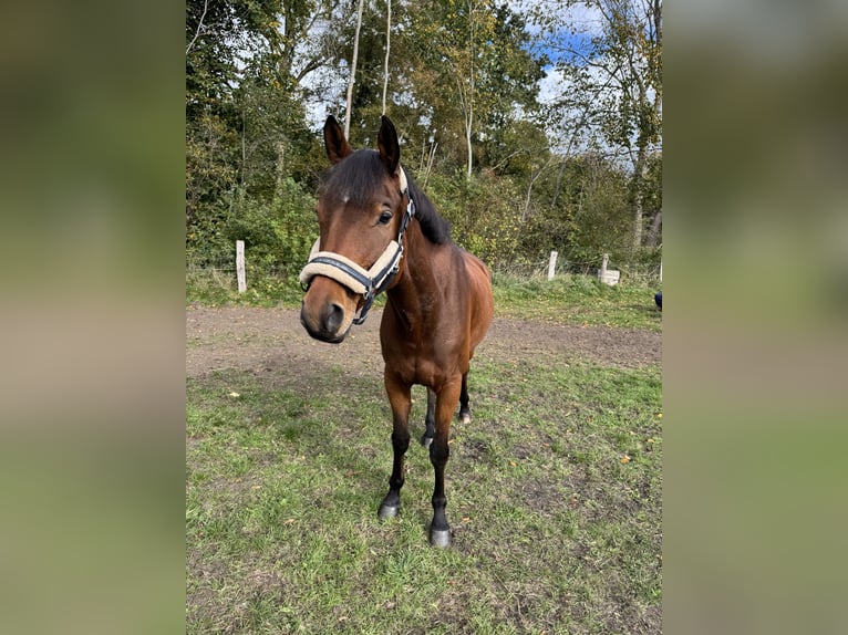 Trakehner Wallach 6 Jahre 163 cm Brauner in Neum&#xFC;nster